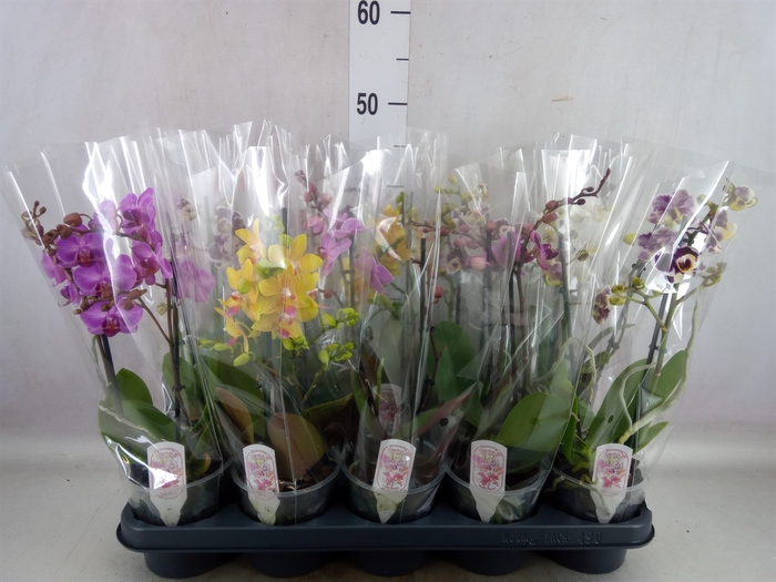<h4>Phalaenopsis multi.   ...mix  4</h4>