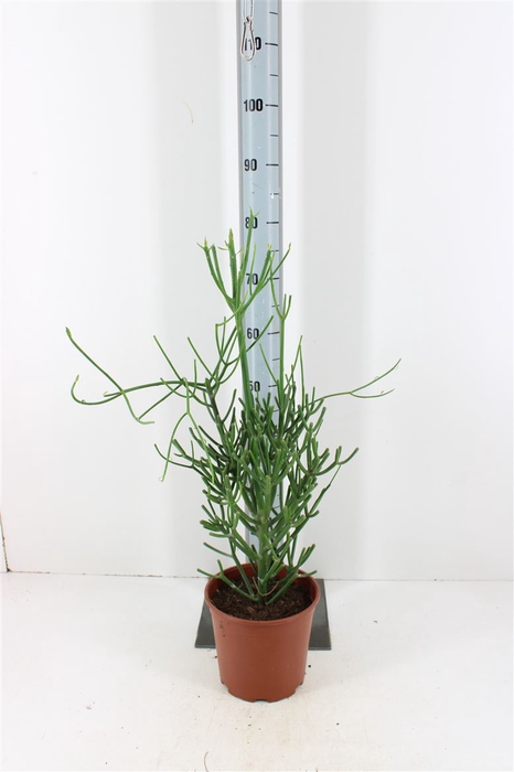 <h4>Euphorbia Su Tirucalli P21</h4>