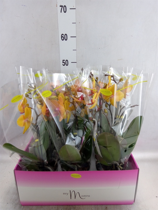 <h4>Phalaenopsis   ...orange</h4>