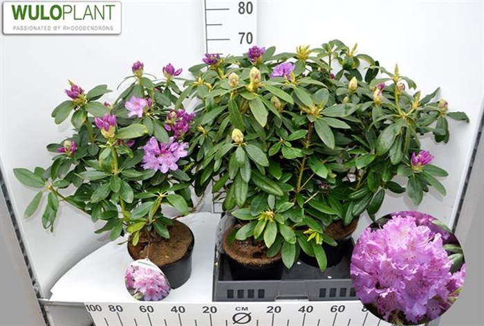 <h4>Rhododendron (Cat. Catawbiense Gran</h4>