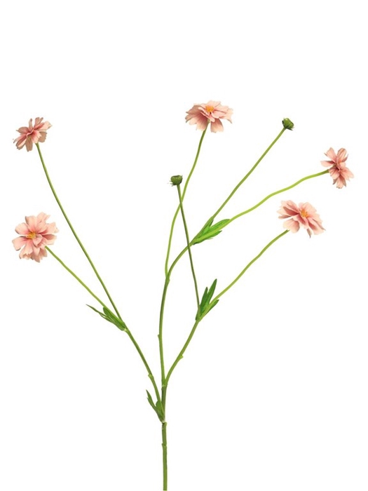 <h4>Centaurea madelon lt pink 64cm</h4>