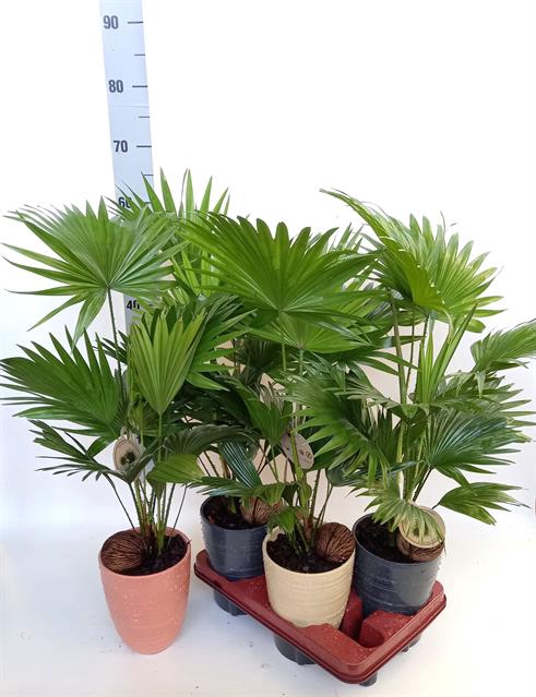 Livistona rotundifolia 14Ø 55cm 2pp