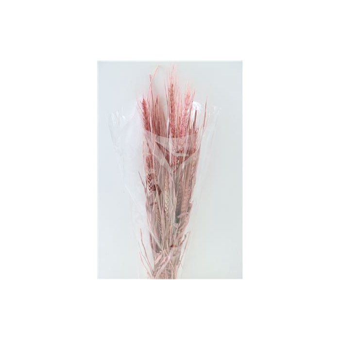 <h4>Dried Triticale Light Pink Bunch Slv</h4>