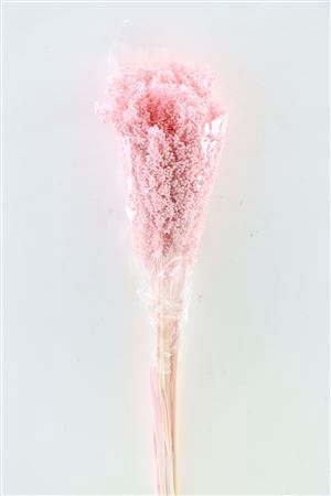 <h4>Dried Sorghum 6pc Light Pink Bunch</h4>