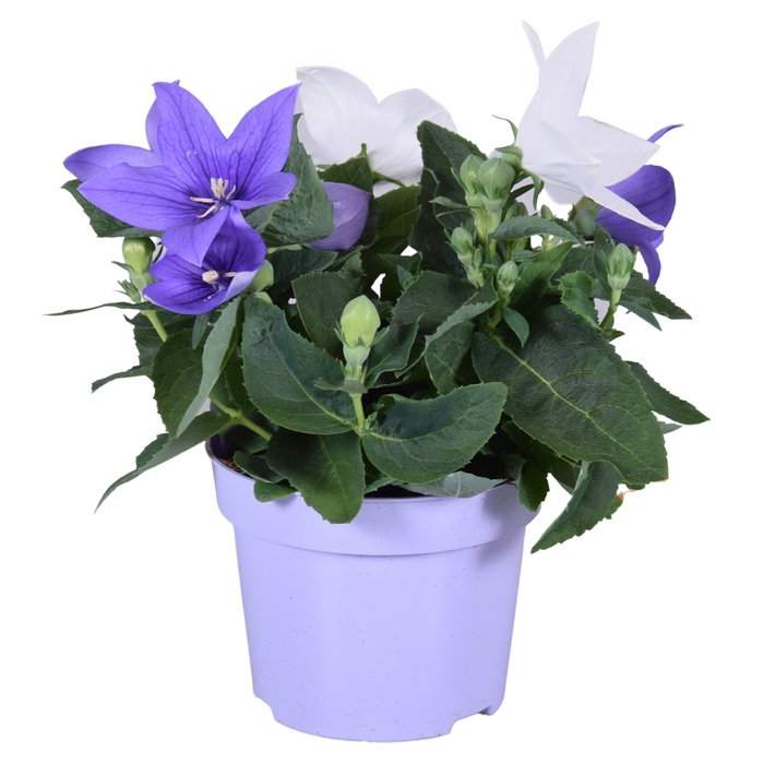 <h4>Platycodon DUO mixpot  blauw/wit</h4>