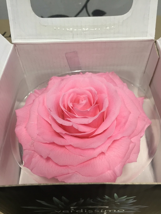 Rose Stabi King Bridal Pink
