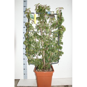 Prunus lusitanica Angustifolia 32Ø 130cm