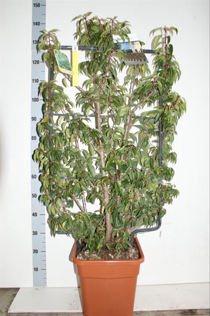 Prunus lusitanica Angustifolia 32Ø 130cm