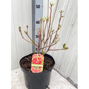 Rhododendron Knaphill-Exbury Fireball 23Ø 50cm