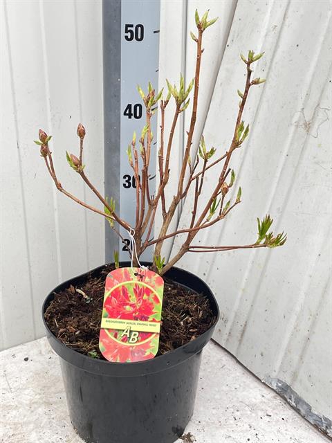 Rhododendron Knaphill-Exbury Fireball 23Ø 50cm