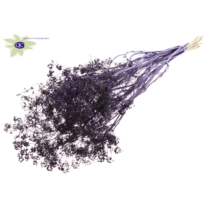 <h4>Anethum (dille) dried 10st per bunch Purple</h4>