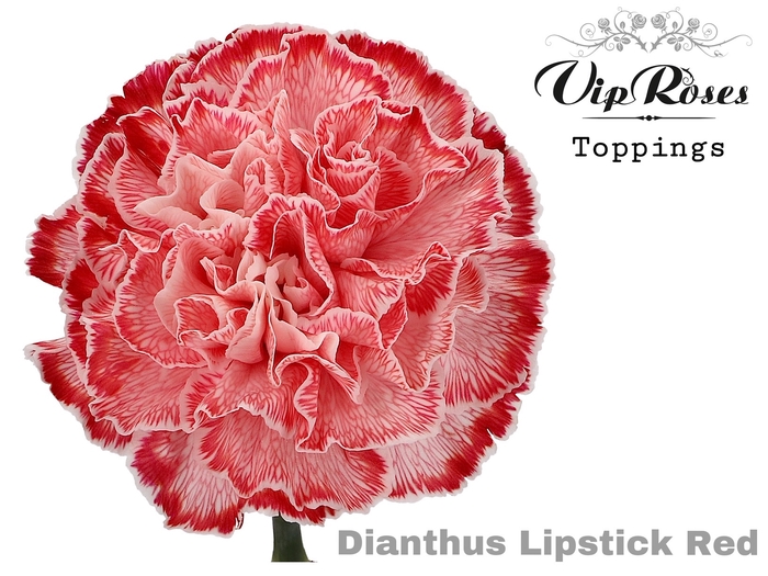Dianthus st paint lipstick red