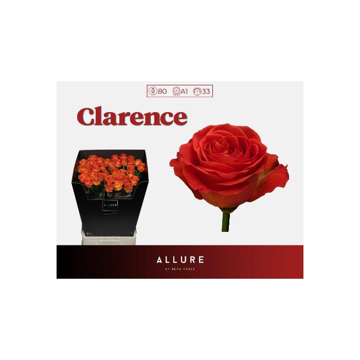 <h4>R Gr Clarence+</h4>