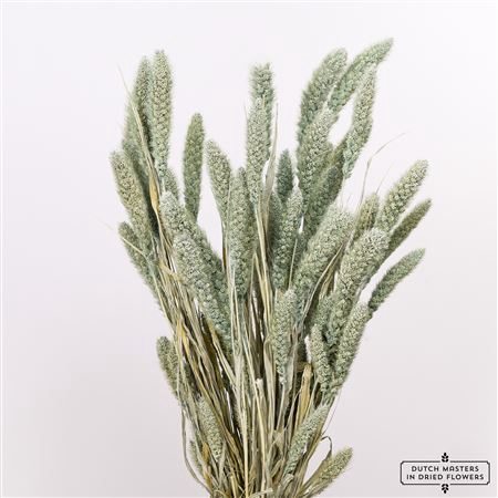 <h4>Dried Setaria Frosted Blue Bunch</h4>