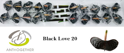 <h4>ANTH BLACK LOVE 20</h4>