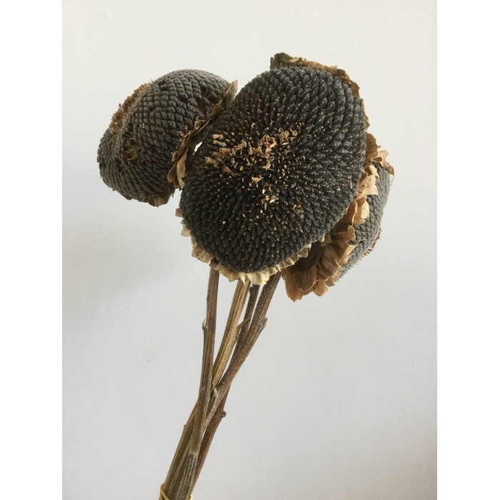 <h4>DRIED FLOWERS - SUNFLOWER SEED HEAD NATURAL</h4>