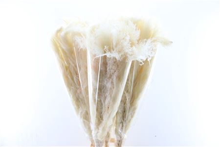 <h4>Dried cortaderia bleached white</h4>