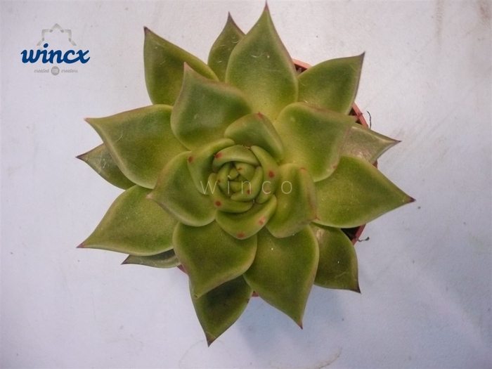 Echeveria Ebony Green Cutflower Wincx-16cm