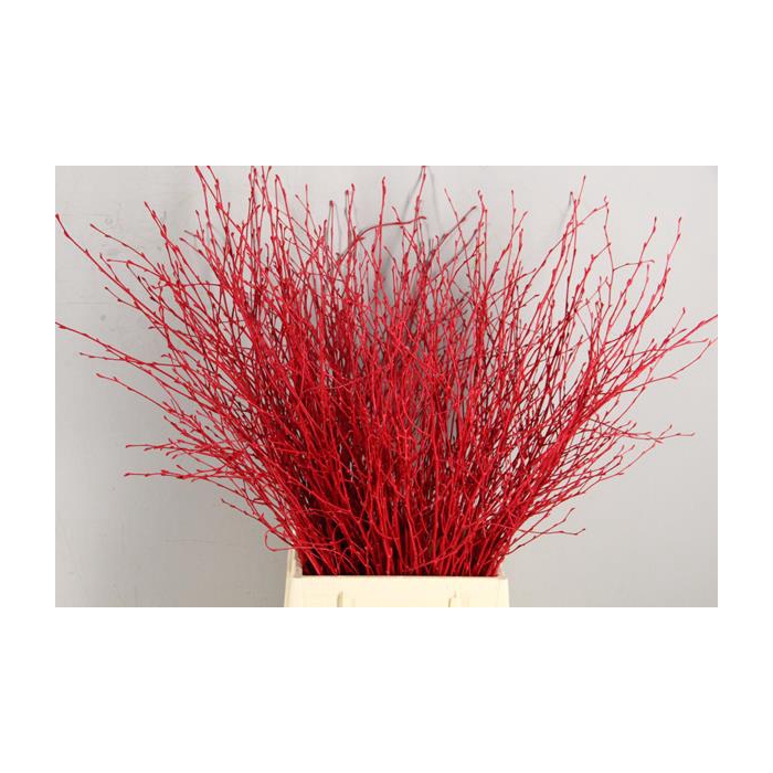 <h4>Betula Bs Red Fst</h4>