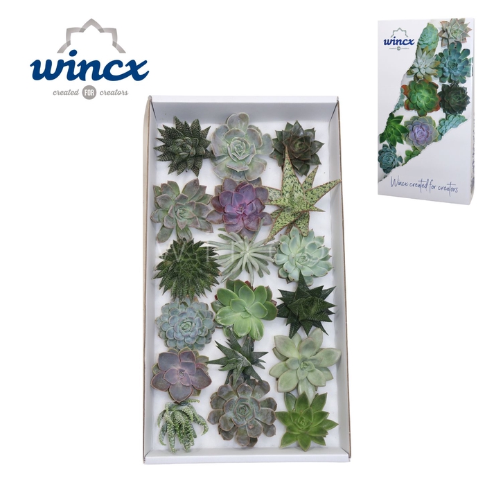 Succulents mix (18spc) Cutfl Wincx-8cm