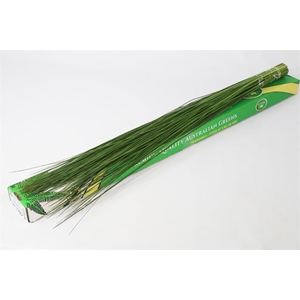Leaf steelgrass (Xanthorroea) x35 stem