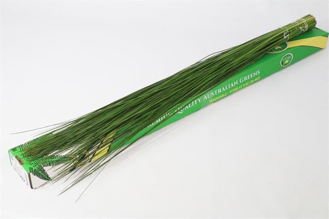 <h4>Leaf steelgrass (Xanthorroea) x35 stem</h4>