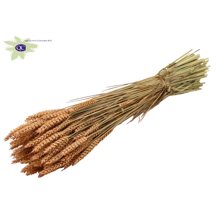 <h4>Triticum per bunch Frosted Salmon</h4>
