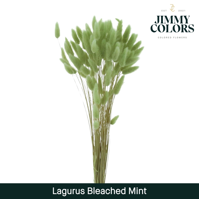 <h4>Lagurus bleached Mint</h4>