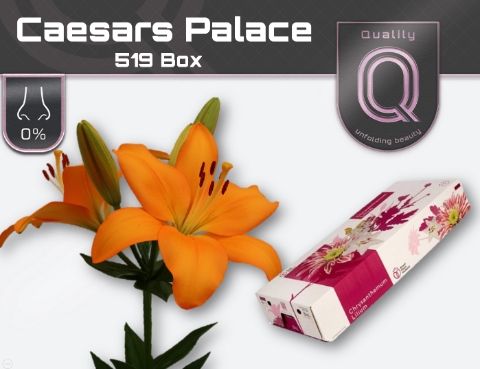 <h4>LI LA CAESARS PALACE 520 BOX  4+</h4>
