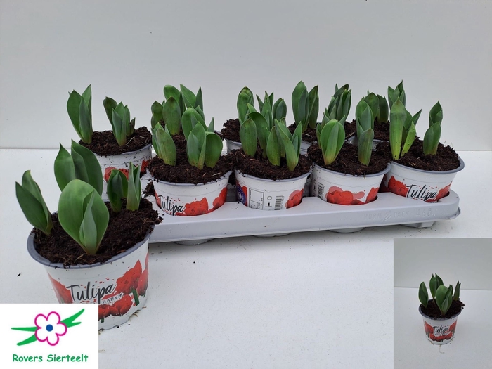 <h4>Tulipa (Double Early Grp) Red Baby</h4>