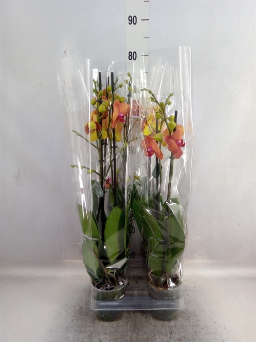 <h4>Phalaenopsis  'Surfsong'</h4>