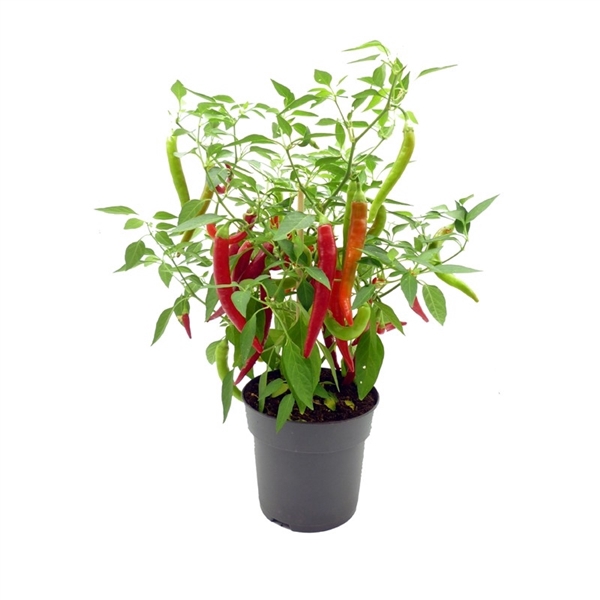 <h4>Farmzy® Hot Boy, pepper plant</h4>