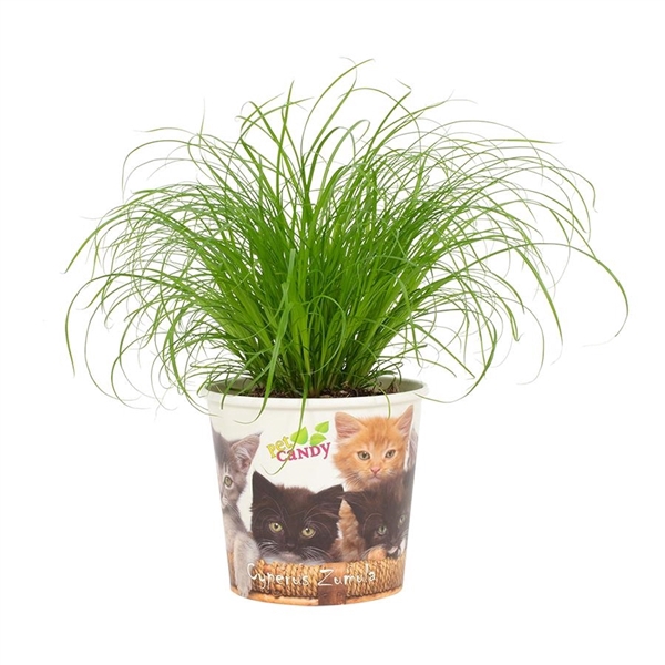 <h4>Cyperus Zumula 12cm - Beker Pet Candy Kat</h4>