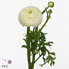 <h4>Ranunculus aazur white</h4>