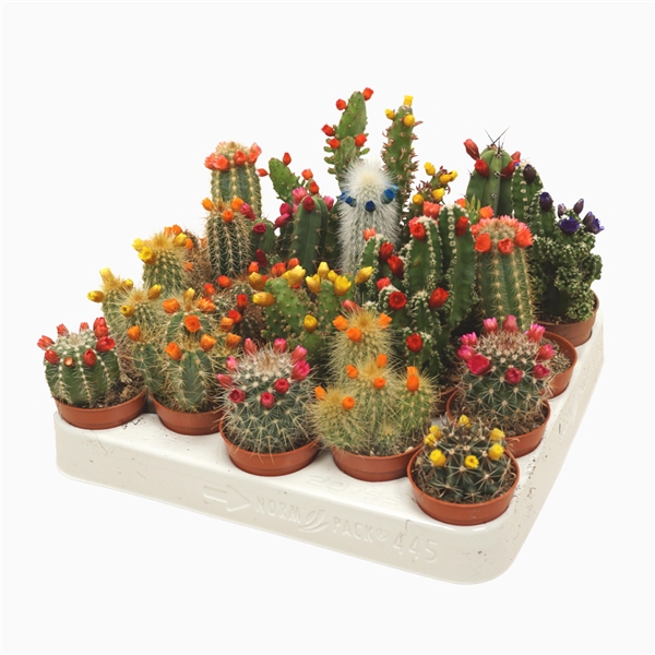 <h4>Cactus mix strobloem 5,5 cm</h4>