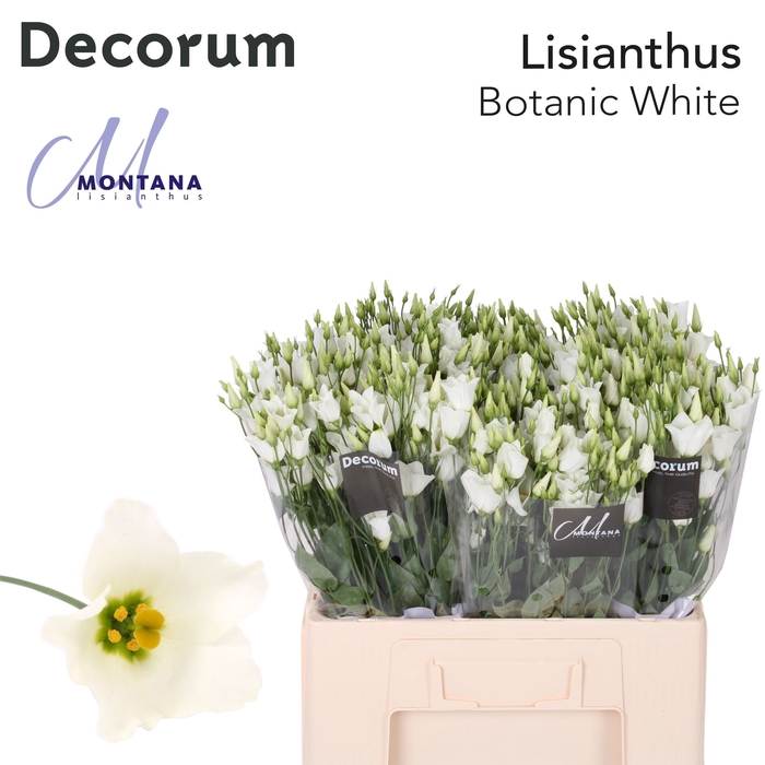 <h4>Lisianthus Botanic white 60cm</h4>