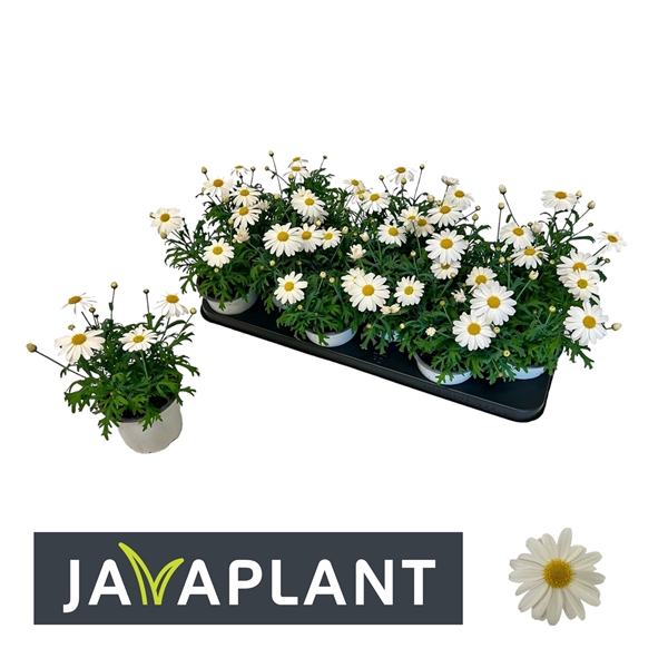 <h4>Argyranthemum frutescens wit</h4>