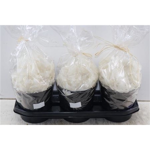 BASIC FEATHER WHITE DUCK 100GR