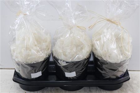 BASIC FEATHER WHITE DUCK 100GR