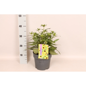 vaste planten 19 cm  Rudbeckia Little Goldstar