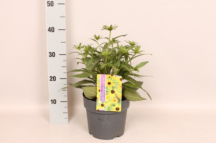 vaste planten 19 cm  Rudbeckia Little Goldstar
