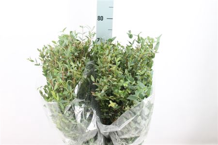 Euca Parvifolia Lang 300 Gram