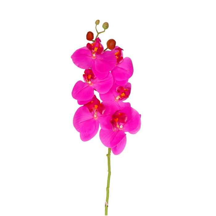 <h4>Phalaenopsis 68cm</h4>