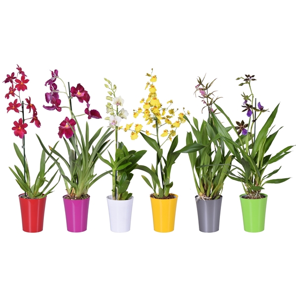<h4>Orchideeën mix 1 tak 12 cm met gekleurd plastic pot</h4>