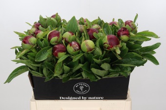 <h4>Paeonia red charm</h4>
