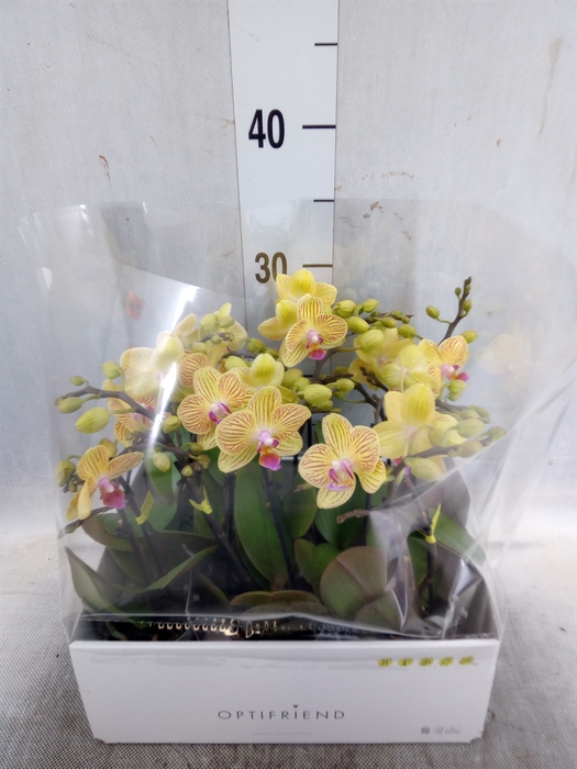 <h4>Phalaenopsis multi.   ...yellow</h4>
