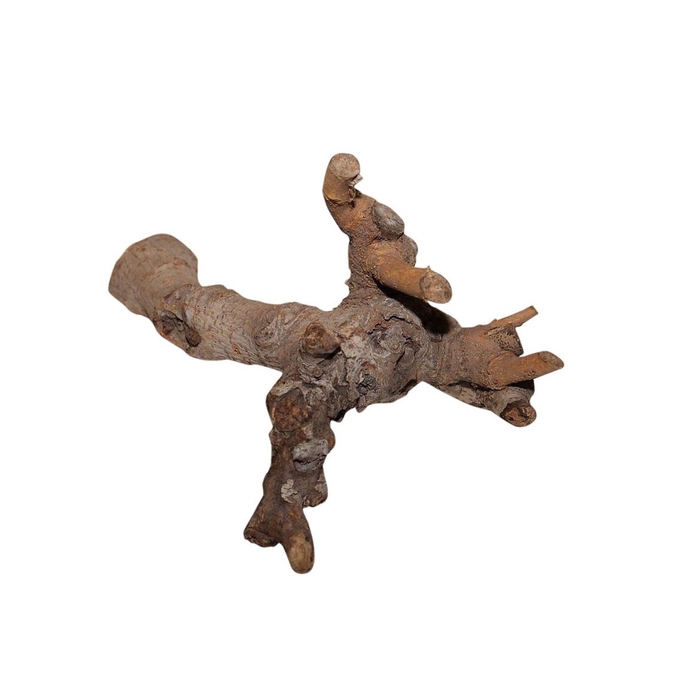 <h4>Dried articles Kuwa root 25-30cm</h4>