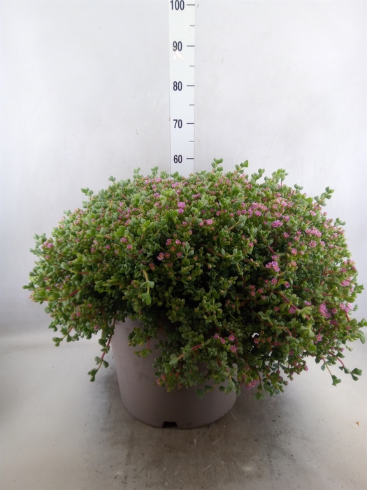 <h4>Lampranthus roseus</h4>