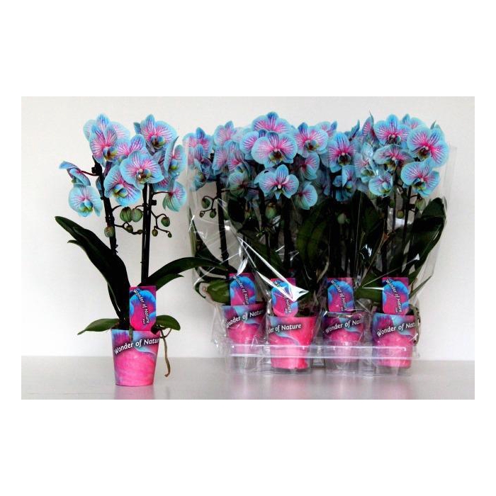 <h4>Phalaenopsis Royal Blue 9Ø 45cm 2st 12fl</h4>