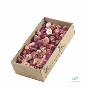 DRIED FLOWERS - HELICHRYSUM HEADS 100GR NATURAL PINK
